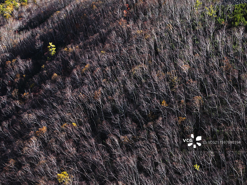 呼伦贝尔宝格偃松岭图片素材