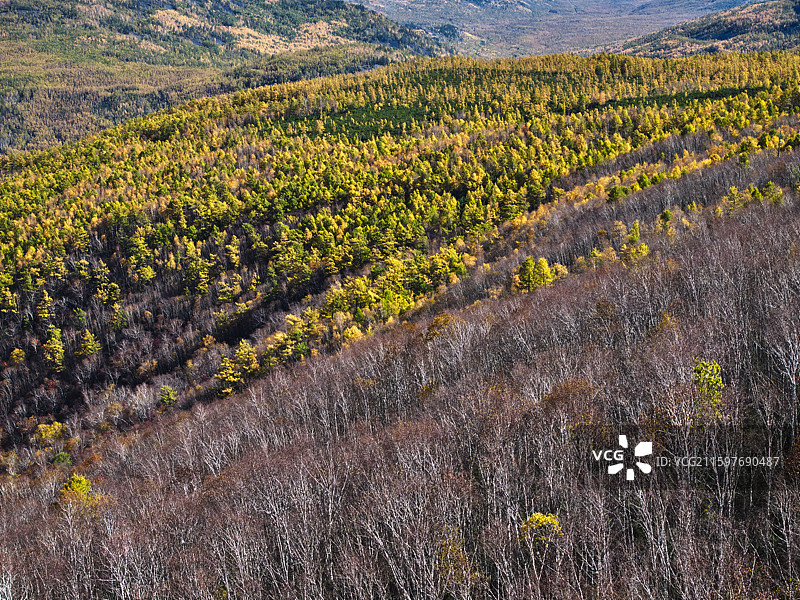 呼伦贝尔宝格偃松岭图片素材