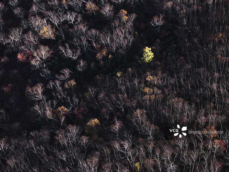 呼伦贝尔宝格偃松岭图片素材