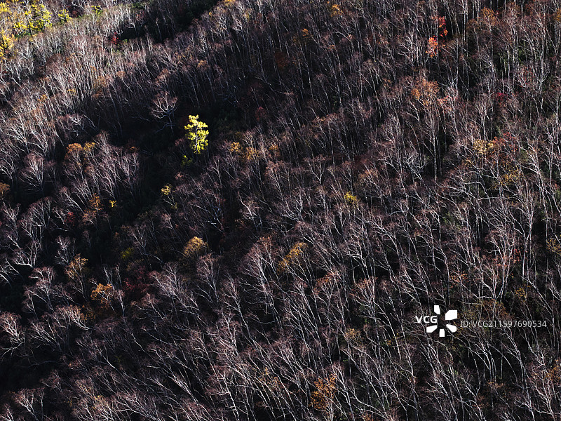 呼伦贝尔宝格偃松岭图片素材