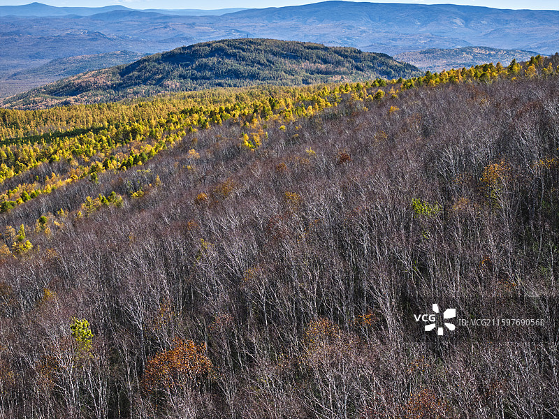 呼伦贝尔宝格偃松岭图片素材