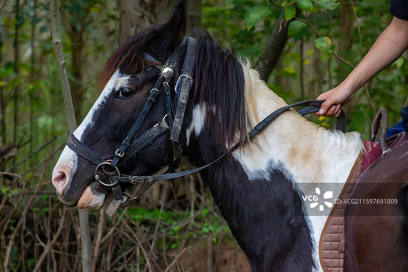 四川省绵阳市户外养殖的马，战马，骏马，军马，马匹，骑马图片素材
