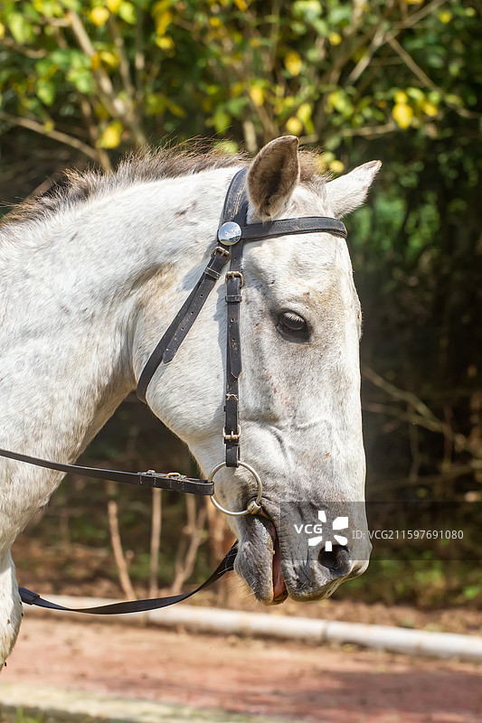 四川省绵阳市户外养殖的马，战马，骏马，军马，马匹，骑马图片素材