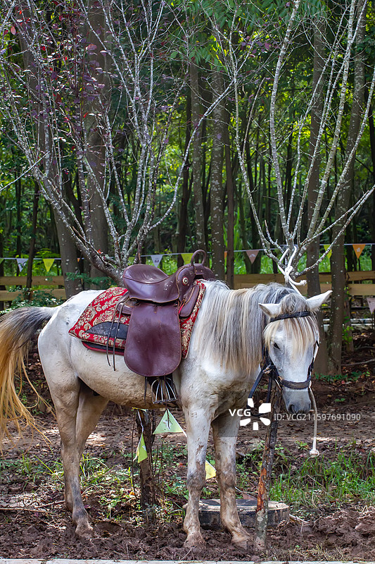 四川省绵阳市户外养殖的马，战马，骏马，军马，马匹，骑马图片素材