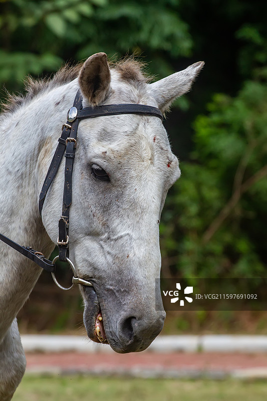 四川省绵阳市户外养殖的马，战马，骏马，军马，马匹，骑马图片素材
