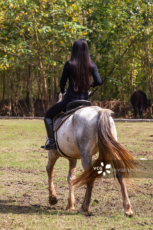 四川省绵阳市户外养殖的马，战马，骏马，军马，马匹，骑马图片素材