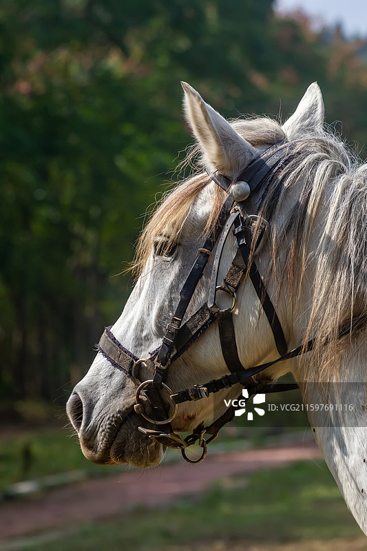 四川省绵阳市户外养殖的马，战马，骏马，军马，马匹，骑马图片素材