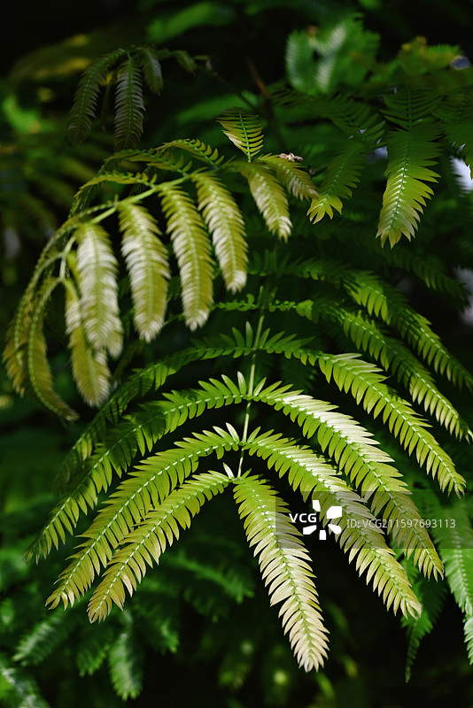 蕨类植物叶子图片素材