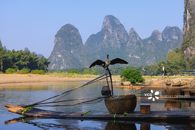 广西阳朔漓江鸬鹚栖息在竹筏上图片素材