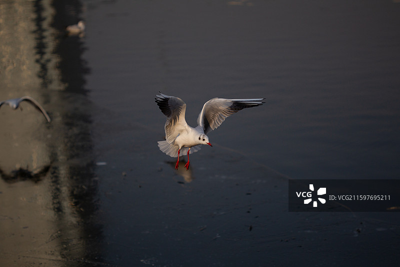 海河，海鸥图片素材