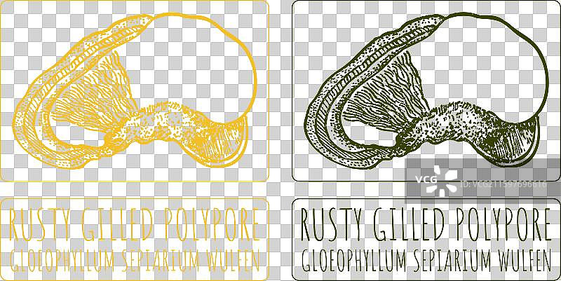 手绘的生锈褶皱菌图片素材