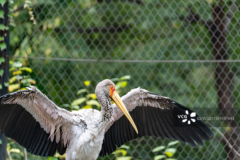 北京动物园黄嘴鹮鹳展翅图图片素材