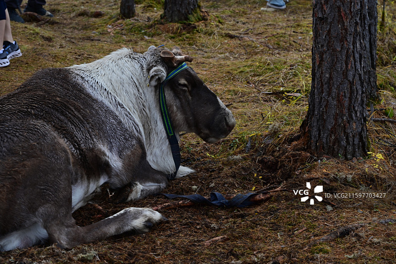 敖鲁古雅使鹿部落森林驯鹿游猎文化图片素材