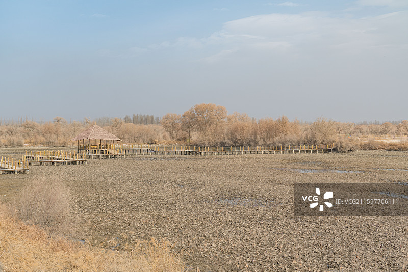 新疆金湖杨国家森林公园图片素材