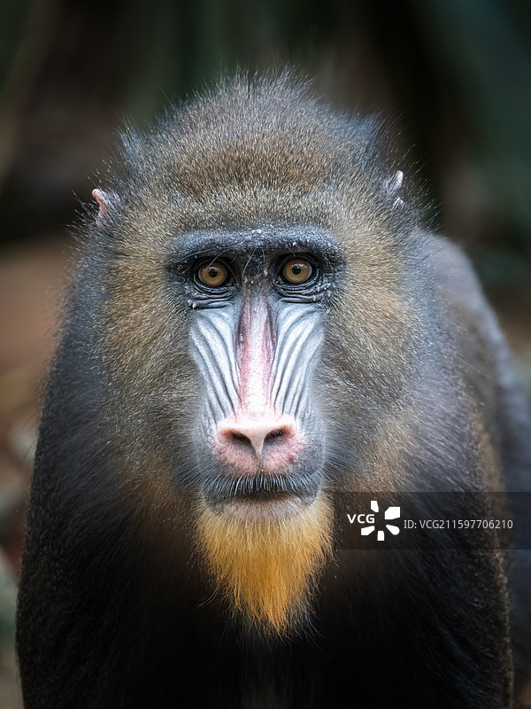 广州长隆野生动物园摄影图片素材