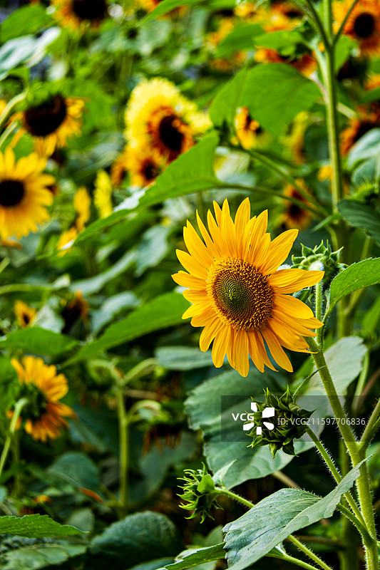阳光下的向日葵图片素材