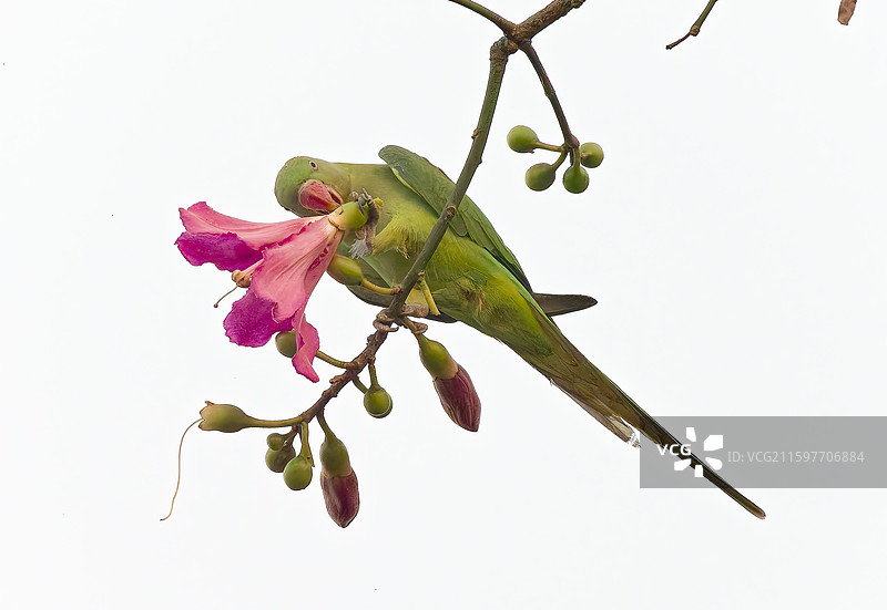 吃异木棉花的亚历山大鹦鹉图片素材
