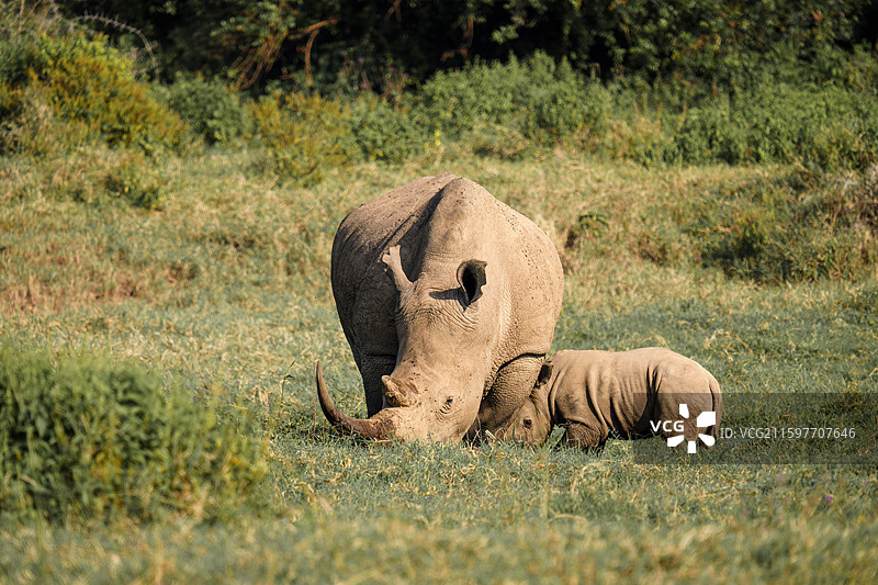 肯尼亚纳库鲁国家公园白犀牛图片素材