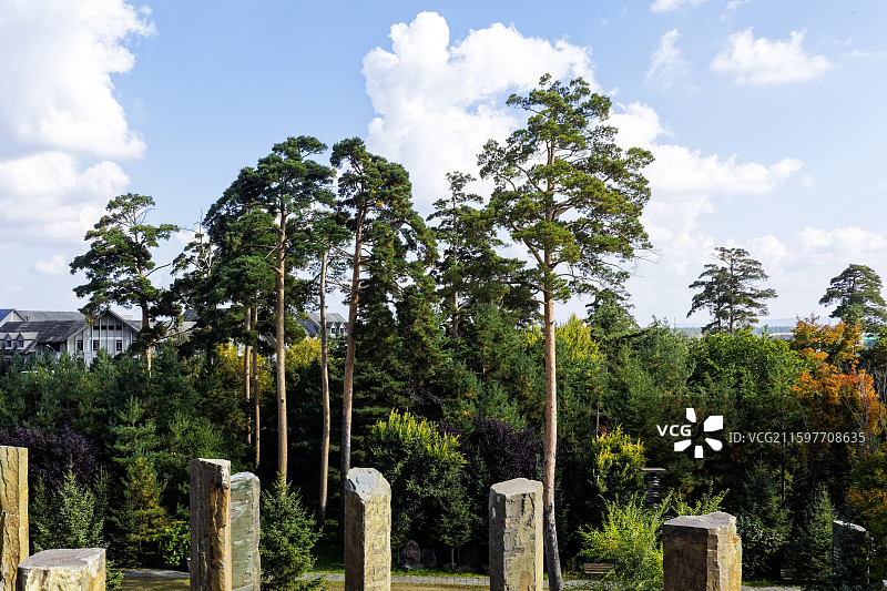 秋季，蓝天白云，无人机航拍吉林省长白山池北区、二道白河镇独特的美人松和玄武岩石柱。图片素材