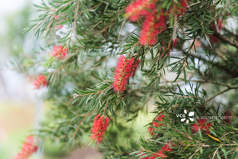 串钱柳苗垂枝红千层与蜜蜂图片素材