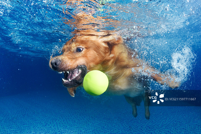 泳池里的金毛寻回犬图片素材