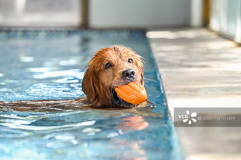 泳池里的金毛寻回犬图片素材