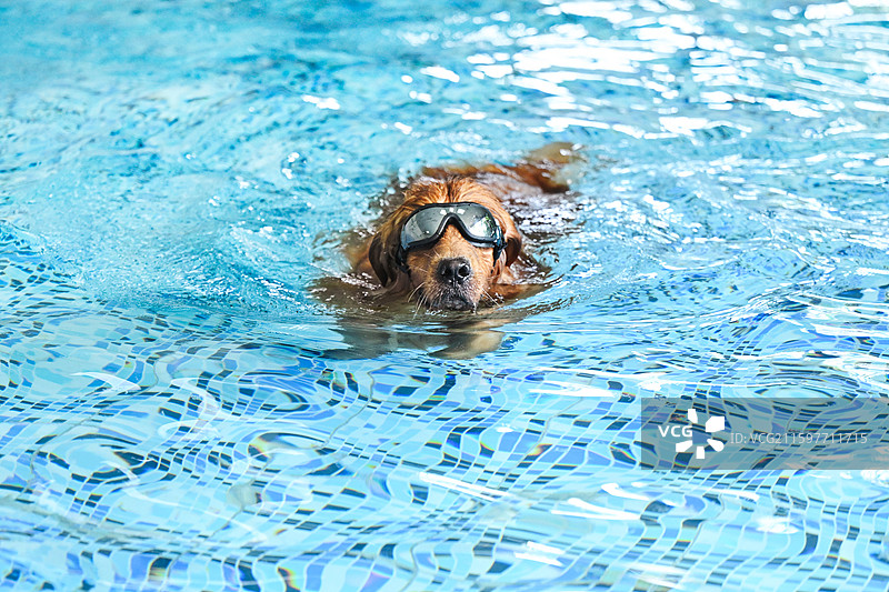 泳池里的金毛寻回犬图片素材