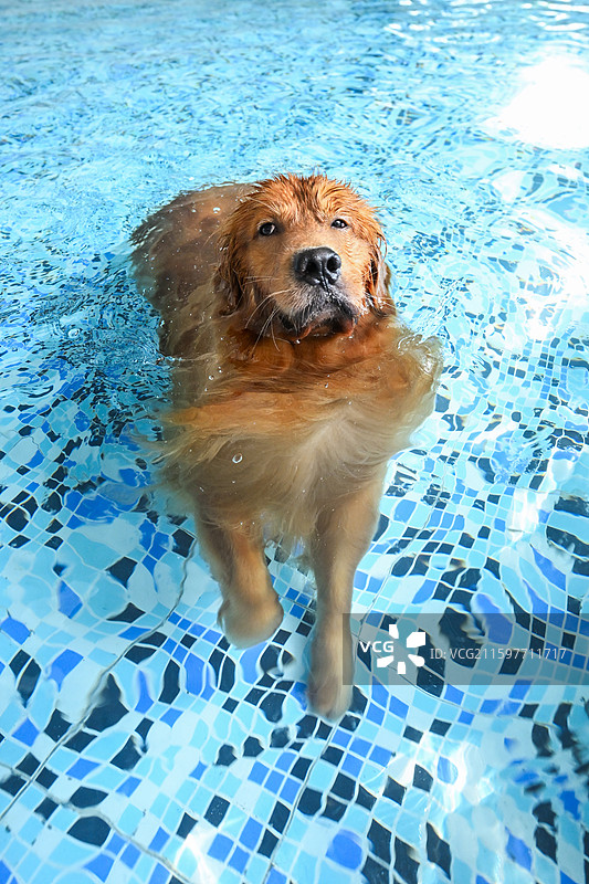 泳池里的金毛寻回犬图片素材