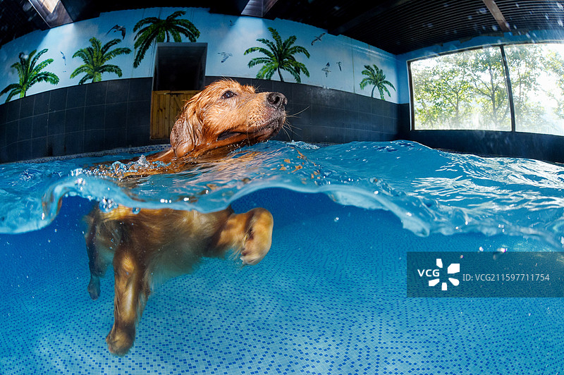 泳池里的金毛寻回犬图片素材
