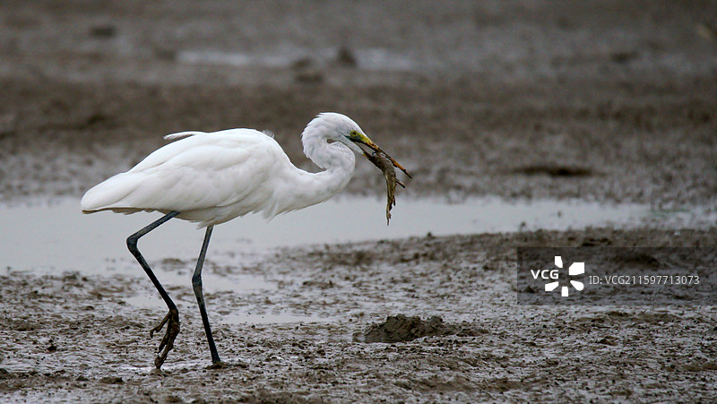 盐城的白鹭图片素材