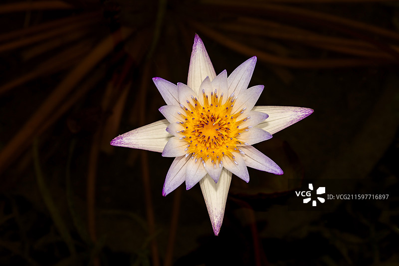 黑美人睡莲俯拍图片素材