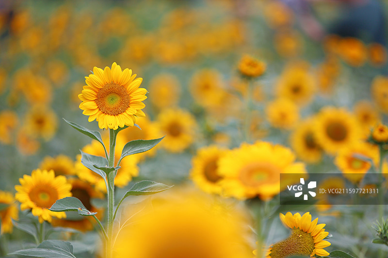 南京绿博园荷兰园盛开的向日葵图片素材