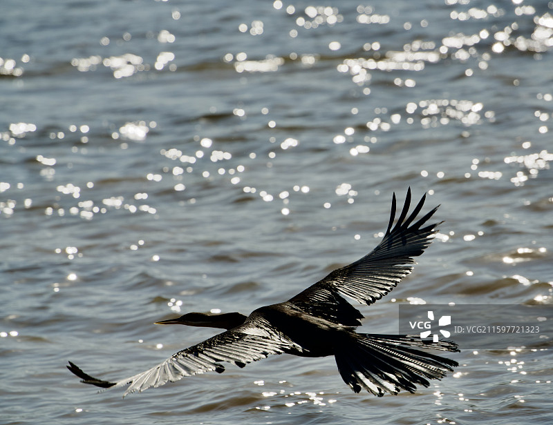 水上飞鸟图片素材