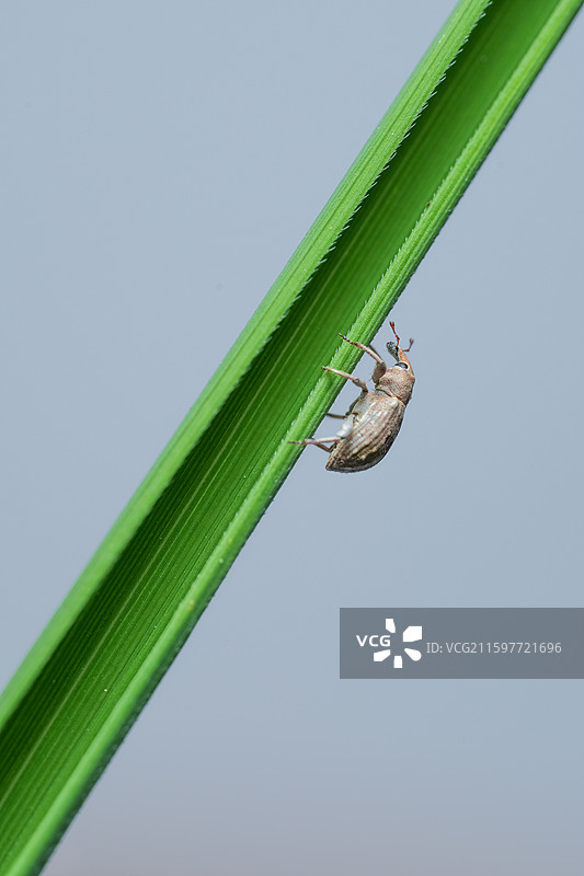 稻水象甲图片素材