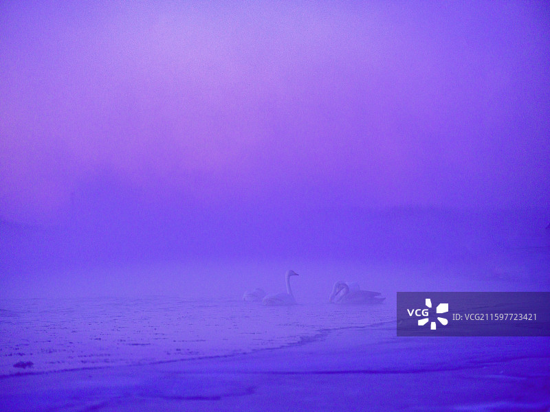 晨雾中的天鹅图片素材