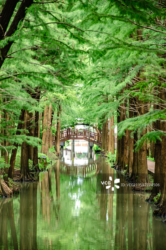 泰州里下河国家湿地公园的水上杉树林图片素材