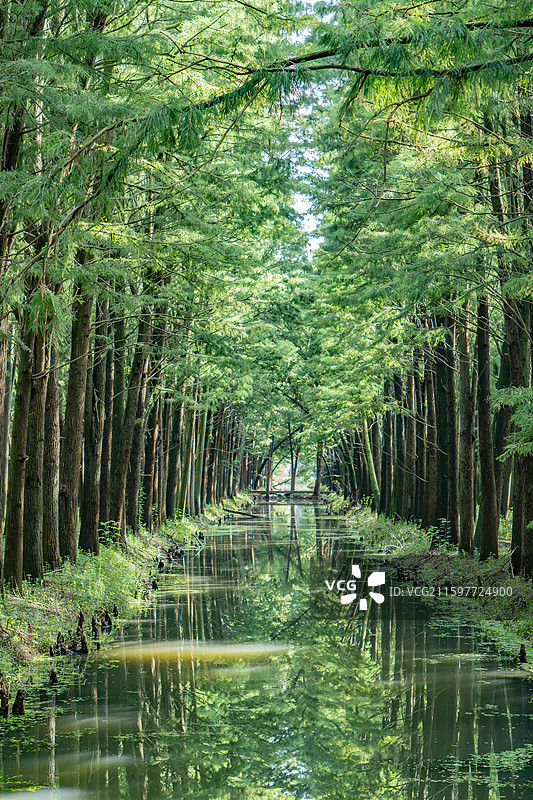 泰州里下河国家湿地公园的水上杉树林图片素材
