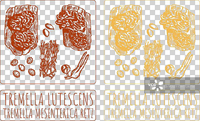 银耳手绘图图片素材