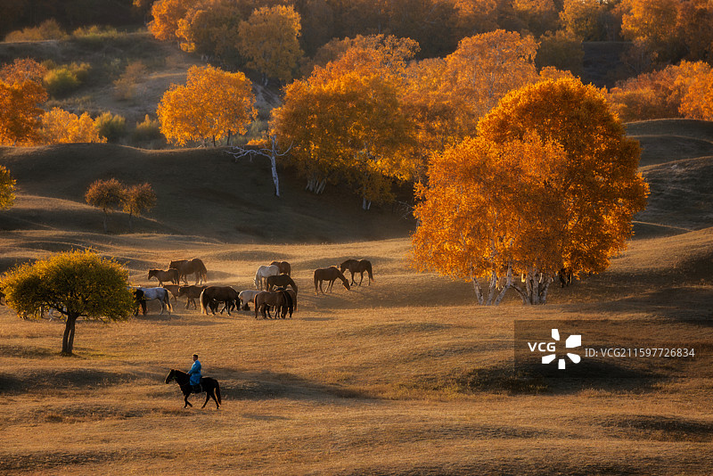 金秋牧马（坝上 乌兰布统）图片素材
