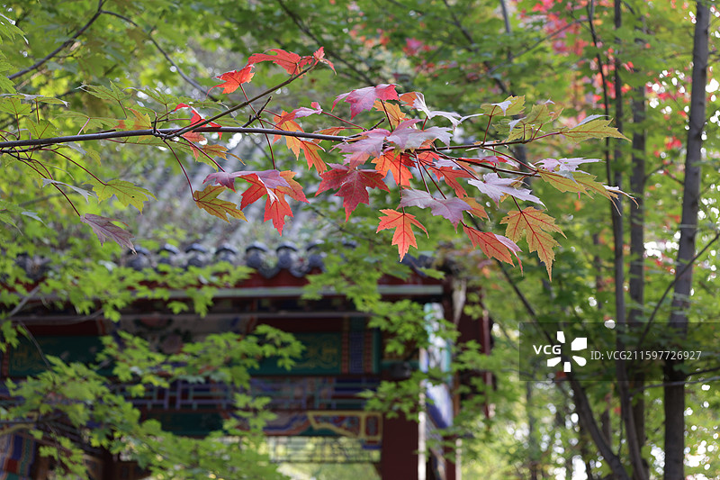 吉林北山公园，红叶，湖，九龙山，门楼图片素材