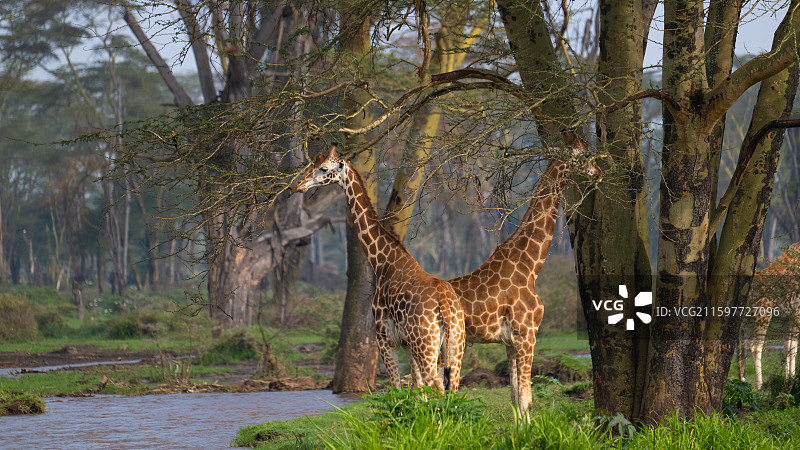 肯尼亚纳库鲁国家公园的长颈鹿图片素材