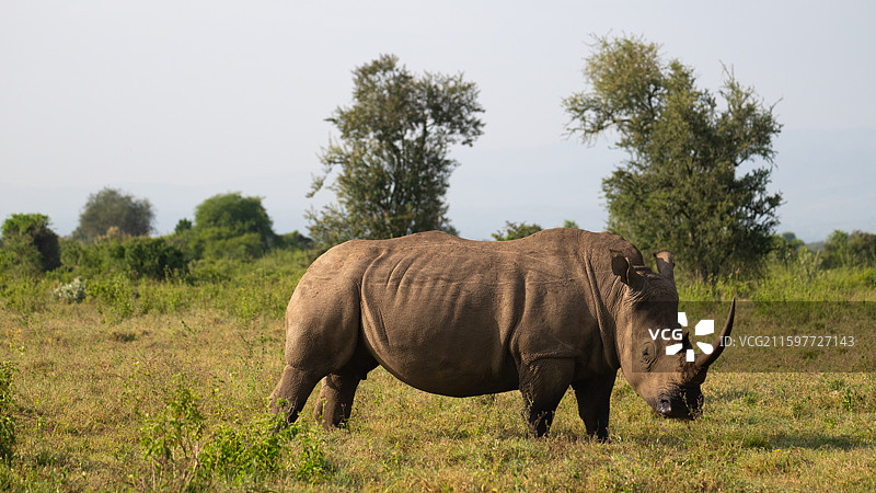 肯尼亚纳库鲁国家公园的白犀牛图片素材