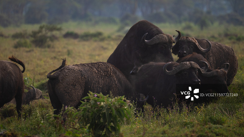 肯尼亚纳库鲁国家公园的非洲野牛图片素材