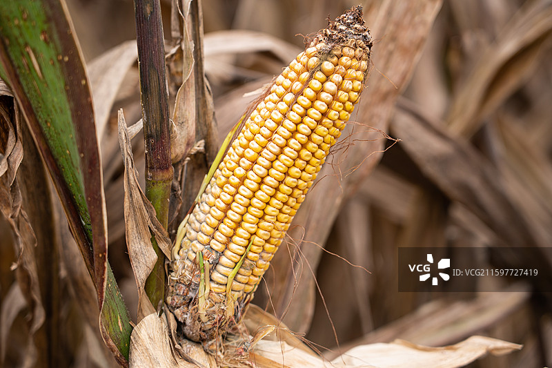 农业灾害玉米发霉病变图片素材