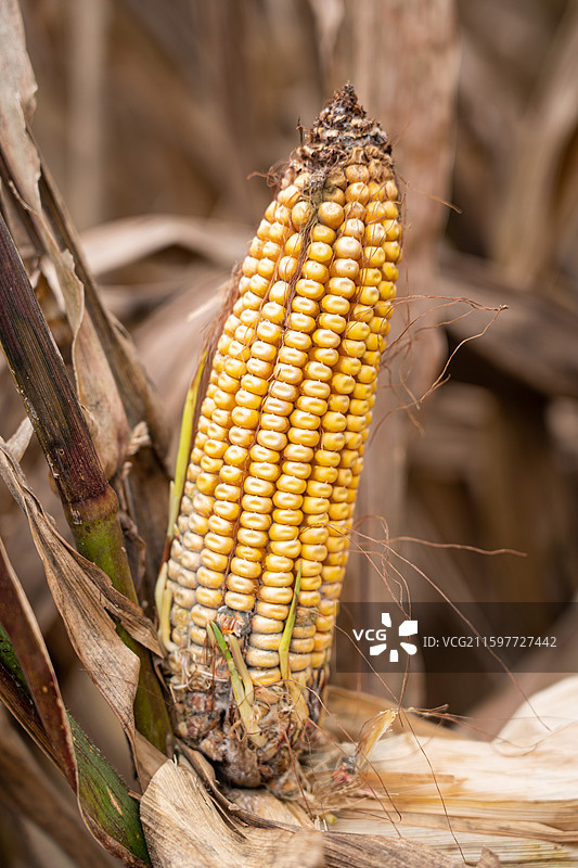 农业灾害玉米发霉病变图片素材