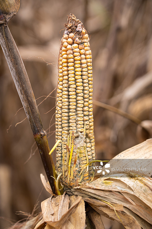 农业灾害玉米发霉病变图片素材