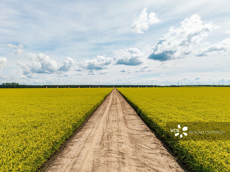 中国黑龙江省佳木斯市富锦市建三江垦区北大荒三江平原东北大米稻田高视角航拍图图片素材