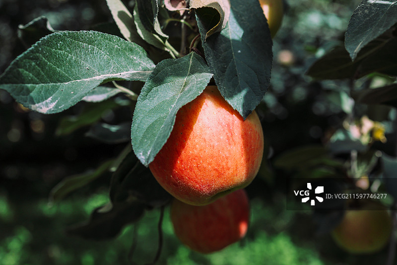 新疆阿克苏红旗坡苹果图片素材