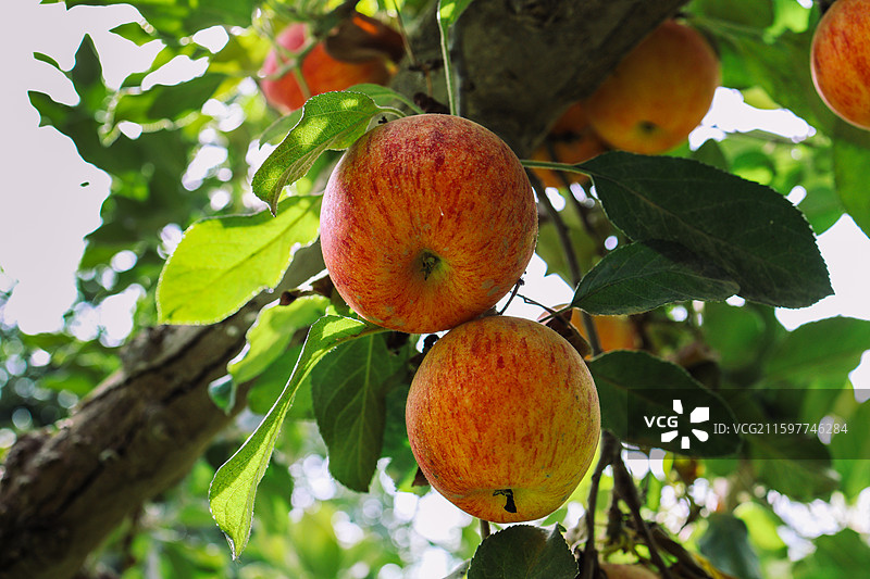 新疆阿克苏红旗坡苹果图片素材