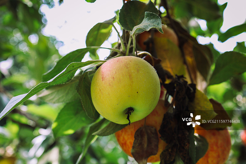 新疆阿克苏红旗坡苹果图片素材